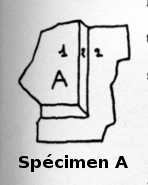 SPECIMEN A