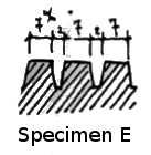 SPECIMEN E